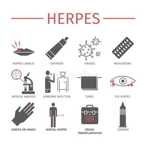 Genital Herpes Symptoms Infectious Dermatology Disease Illustration