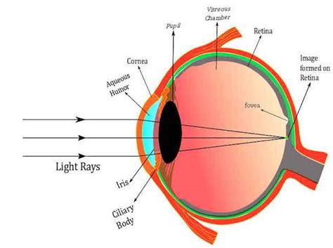 Retina anatomy diagram - codermyte