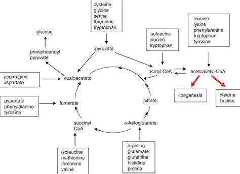 Disorders Of Amino Acid Metabolism Organic Acidaemias And Urea Cycle