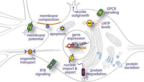 Optogenetic Tools For Subcellular Applications In Neuroscience Neuron