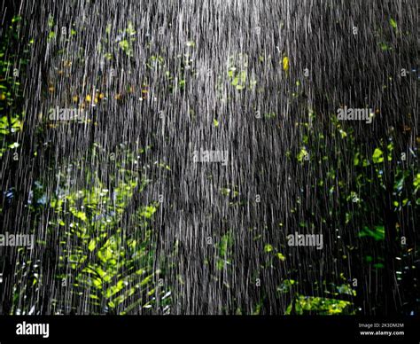 Regen Starkregen Bei Einem Parkregen Im Wald Regen Im Wald Starkregen