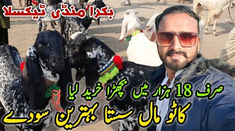 Katto Mall Rate Kam Naseeb K Sody Taxila Bakra Mandi Update December