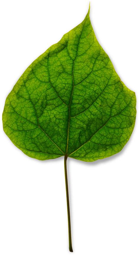 What Plant Leaves Do Facts About Leaves Dk Find Out