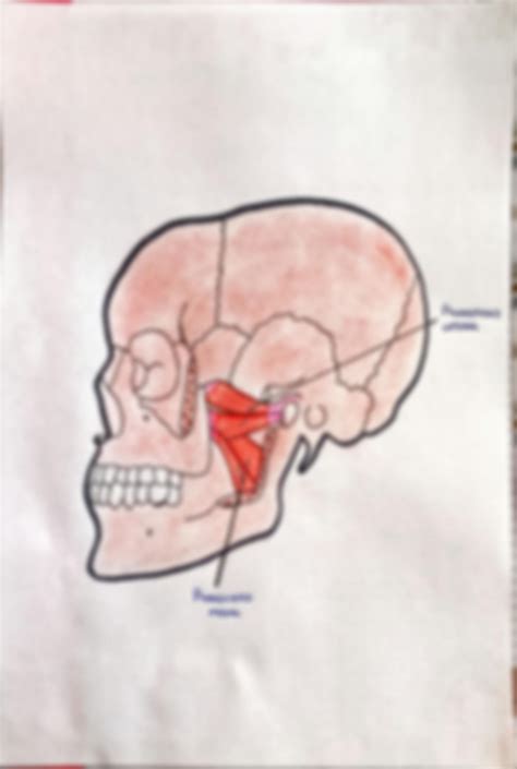 SOLUTION Musculos De La Masticaci N Y De La Expresi N Facial Studypool