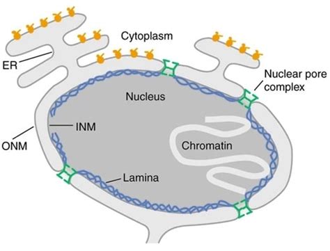 Cell Nucleus Function | It Structure & Importance in Cell's Life