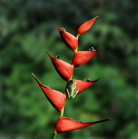 Red Eyed Tree Frog On Heliconia Flower Photo Wp03102