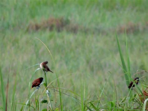 Smart Backpacker: Candaba Wetlands Bird Sanctuary