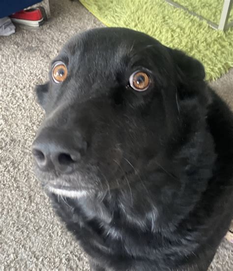 clione chan on Twitter: "@hiknighty he’s a man trapped in a dogs body