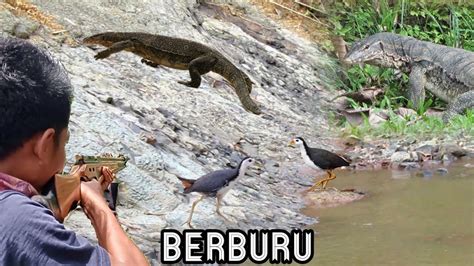 BERBURU BIAWAK BESAR DAN BURUNG SAWAH Berburu Di Musim Hujan YouTube