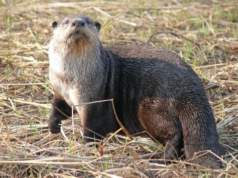 Datos curiosos de Nutrias sin garras Descubre cómo cuidar a estas