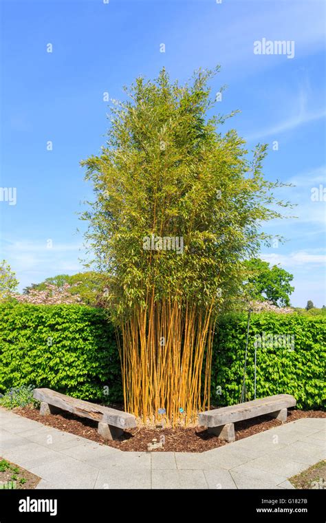 Showy Yellow Groove Bamboo Phyllostachys Aureosulcata F Stock Photo