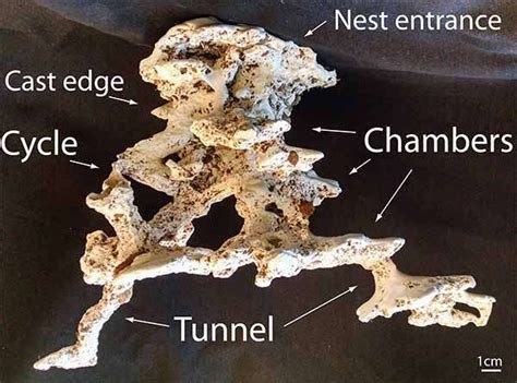 Underground Ant Tunnels