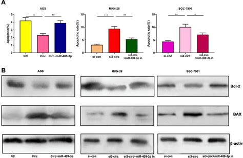 Circ Mir P Axis Regulates The Metastasis Of Gc Cells A