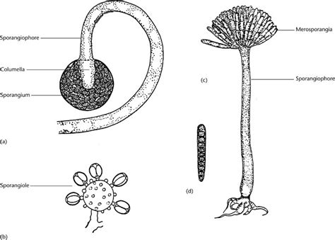 Zygomycota Diagram