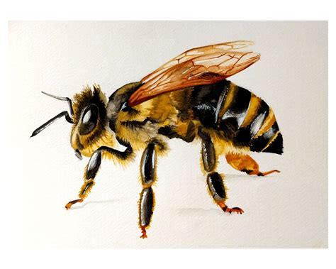 Realistic Bee Drawing