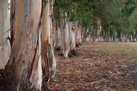 Popular Gum Trees Found in Several Plant Genera