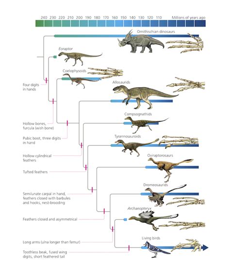 Modern Day Dinosaur Ostrich Feet R Pics