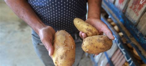 Preços da comida estabilizaram em outubro revela FAO ONU News