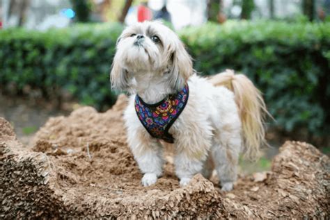 Razas De Perros Para Nia Aaos