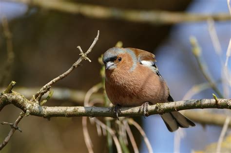 Top 10 Des Oiseaux Présents Dans Nos Bois Isérois En Automne Nature