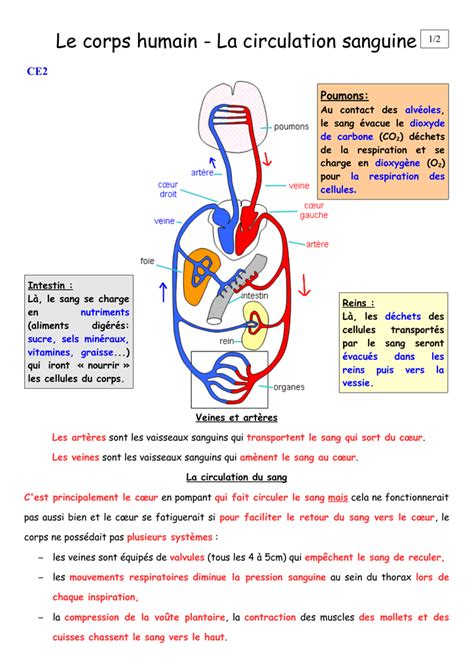 Le Corps Humain La Circulation Sanguine