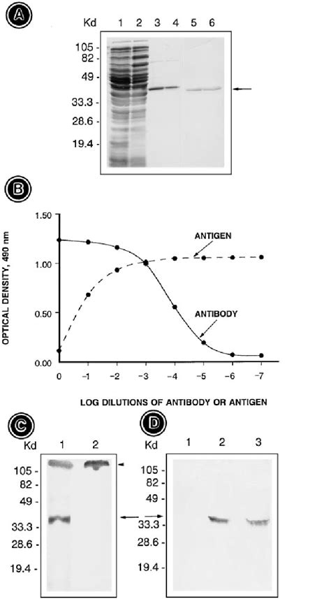 A Sds Page Analysis Of C Myc His Tagged Recombinant Galectin