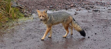 The Andean Fox | Critter Science