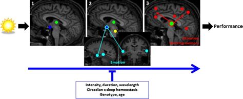 Schematic Representation Of The Brain Mechanisms Involved In The