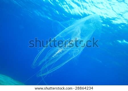 Sea Wasp Jellyfish Stock Photo 28864234 : Shutterstock