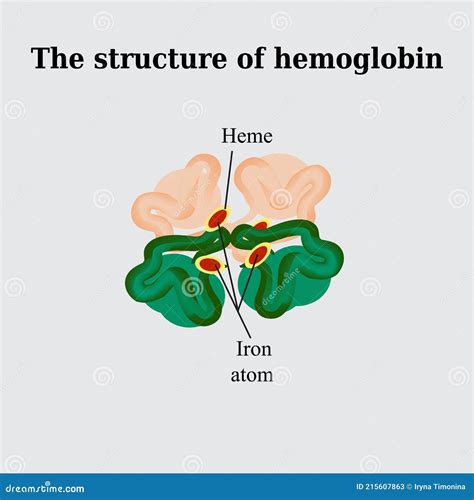 Estrutura Da Hemoglobina Ilustração Vetorial Sobre Fundo Cinza