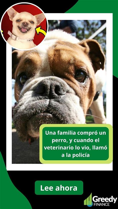 Familia Compra Un Perro Cuando El Veterinario Lo Ve Llama A La