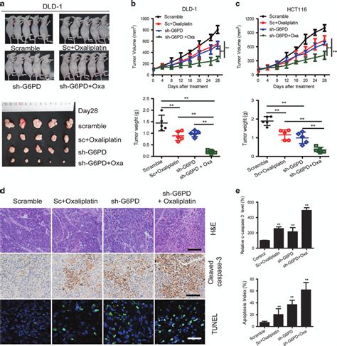 Knockdown Of G6pd Enhances Oxaliplatin Efficacy In Vivo A G6pd