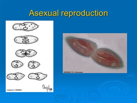 Biology Asexual Reproduction Definition And Its Types Dna And Riset