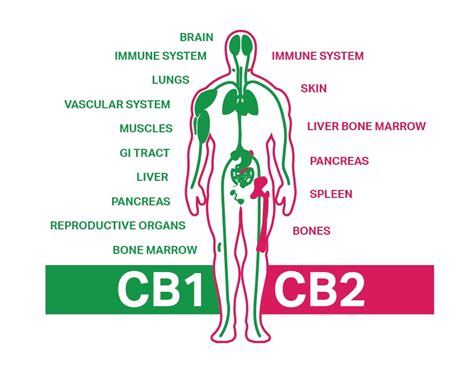 Endocannabinoid System The Sanctuary Wellness Institute