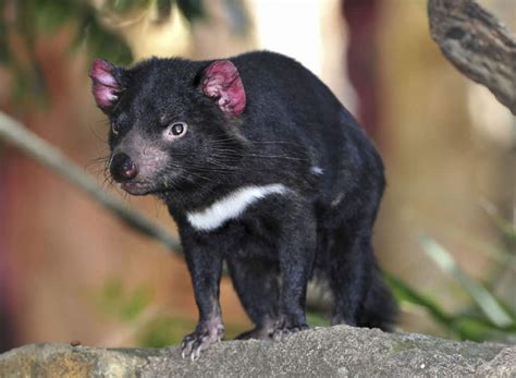 Video: What Does a Tasmanian Devil Sound Like? | Islands