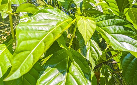 Fruta De Noni Morinda Citrifolia Con Flores Populares Entre Las