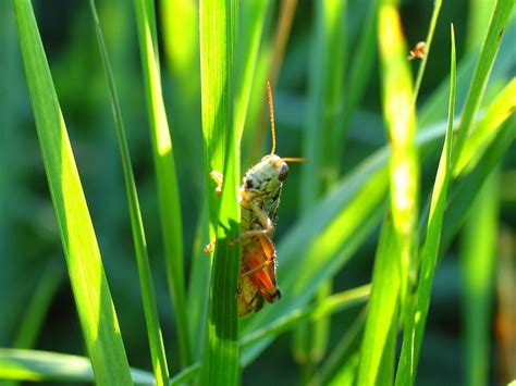 In The Tall Grass Free Photo Download Freeimages