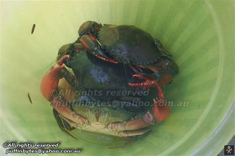 Orange Mud Crab Scylla Olivacea Orange Mud Crab Scylla Flickr