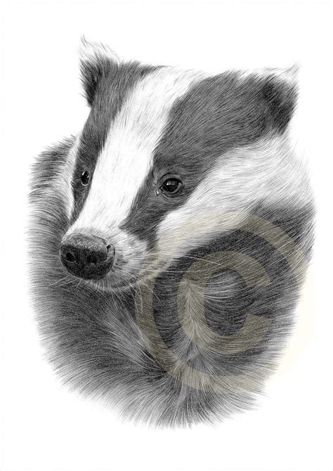 European Badger pencil drawing print 2 sizes artwork - Etsy.de | Pencil ...