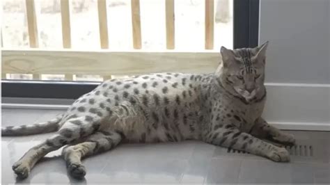 Maior Gato Do Mundo Conhe A Os Gigantes Do Universo Felino