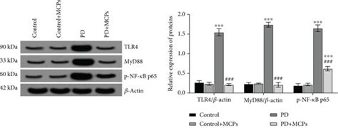 Mcps Regulate The Activation State Of Tlr4 Myd88 Nf κb Signaling