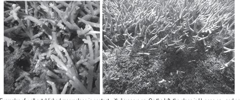 Figure 1 From The Effects Of Three Species Of Macroalgae On Acropora