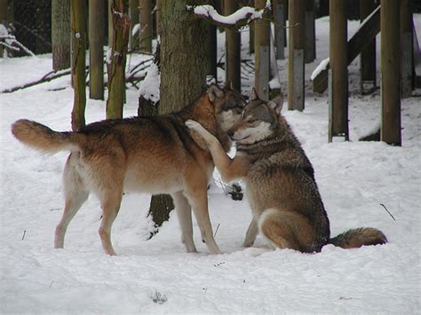 Frauentag Wolfstour Candle Light Dinner Wildpark MV Natur U