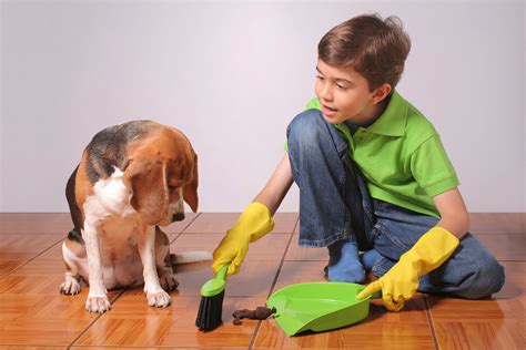 Apprendre A Son Chien A Etre Propre Chien Nouvelles