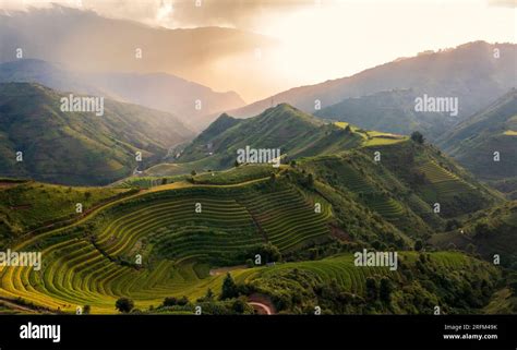 terrace rice field in Vietnam Stock Photo - Alamy