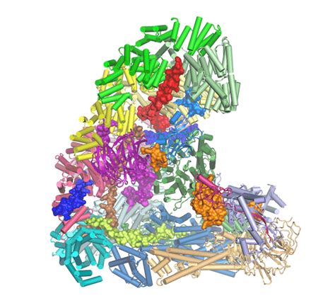 Atomic structure of the anaphase-promoting complex (APC/C) - MRC ...