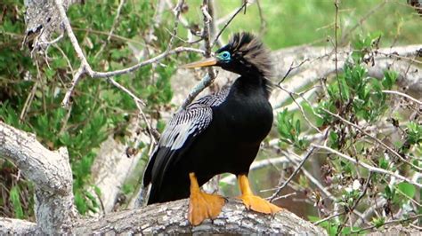 Everglades National Park In Florida Auf Den Spuren Der Trails