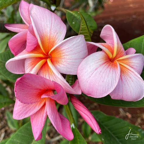 Plumerias — Little Plumeria Farms