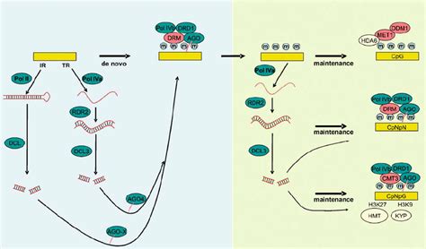 Simplified Scheme Of De Novo And Maintenance Of Dna Methylation