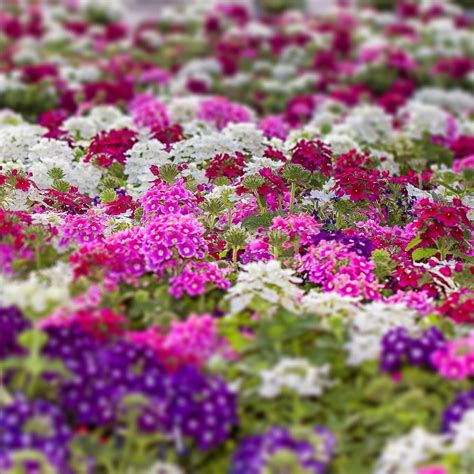 Mixed Verbena Seeds, Flower Seeds#53 – Mays Garden Seed